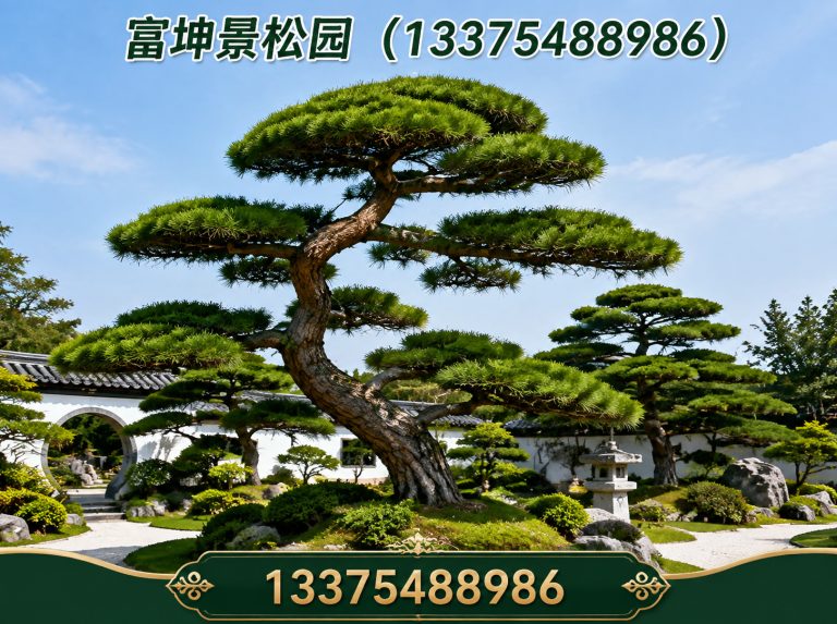 新泰市景观松直销展示图